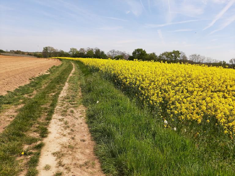 2025 Editie - Bloesems